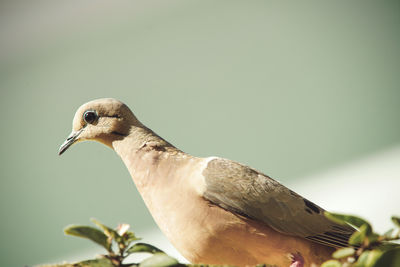 Close-up of a bird