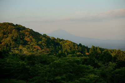 Scenic view of forest against sky