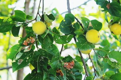 Close-up of fruits on tree