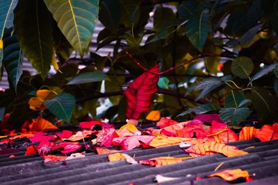 Close-up of multi colored leaves on plant