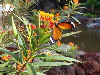 Close-up of butterfly pollinating on flower