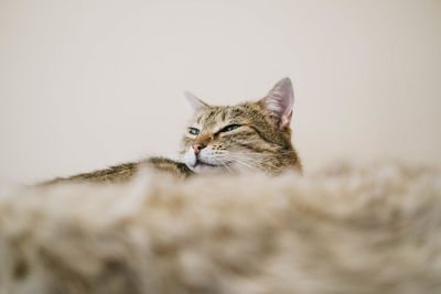 Close-up portrait of a relaxed cat against blurred background