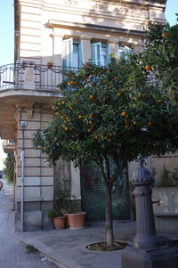 Potted plant against building