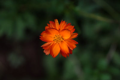 Close-up of orange flower