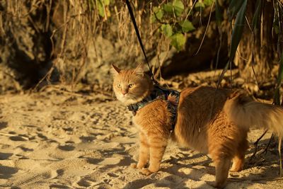 Cat sitting on tree