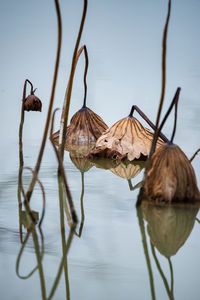 Withered lotus in the water