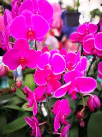 Close-up of pink flowers blooming outdoors