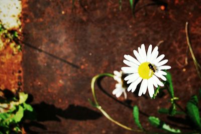 Close-up of white daisy blooming outdoors