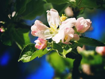 Close-up of pink flowering plant