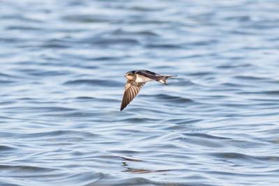 Seagull flying over sea
