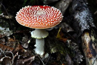 Close-up of fly agaric mushroom