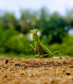 Grasshopper on field