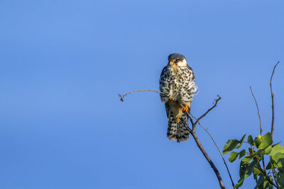 Low angle view of bird perching on branch against clear blue sky