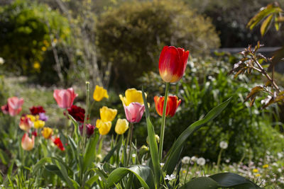 Close-up of red tulips in field