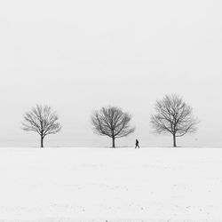 Bare trees on snow covered landscape