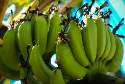 Close-up of bananas hanging on tree