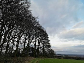 Low angle view of trees on field against sky