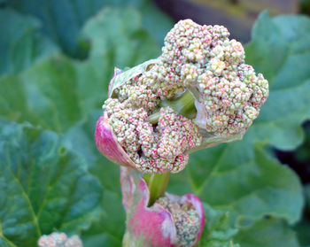 Close-up of pink flowers