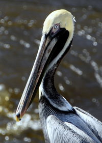 Close-up of duck in lake