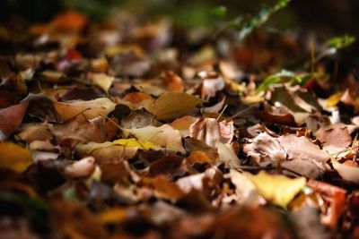 Close-up of fallen maple leaves on field