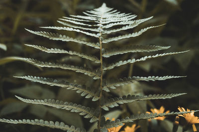 Close-up of leaf