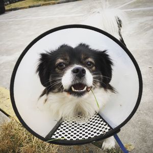 Portrait of injured dog wearing protective collar