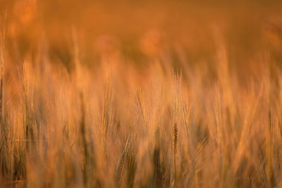 Close-up of wheat growing on field