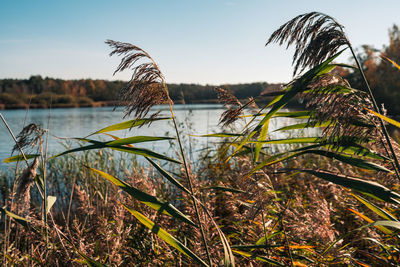 Close-up of grass by lake against sky