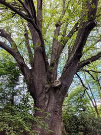 Low angle view of trees in forest