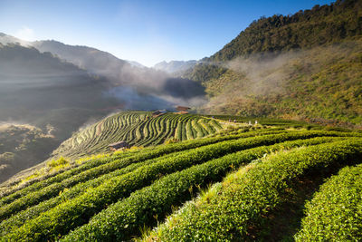 Scenic view of agricultural field against mountains