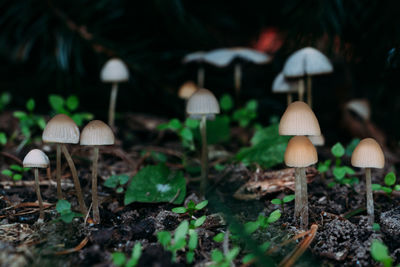 Close-up saprotrophic mushrooms in a pine forest selective focus