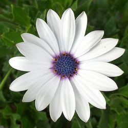 Close-up of white flower blooming outdoors