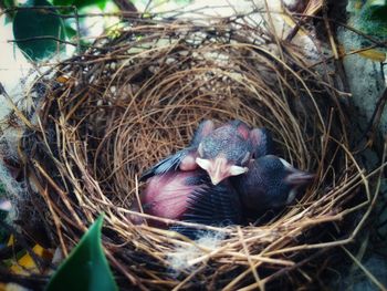 High angle view of bird in nest