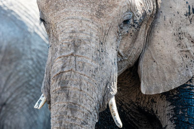 The elephant in namibia 