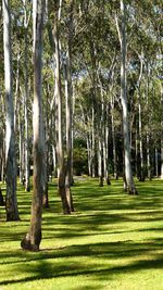 Trees on landscape