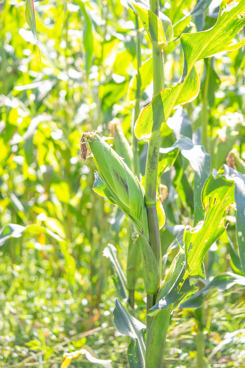 CLOSE-UP OF FRESH GREEN PLANTS