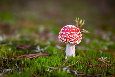 Dangerous beauty - fly agaric