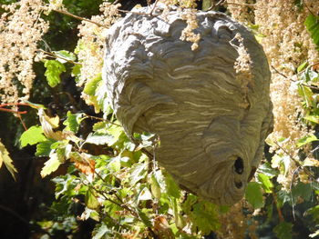 Plant growing on tree trunk