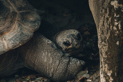 Close-up of turtle