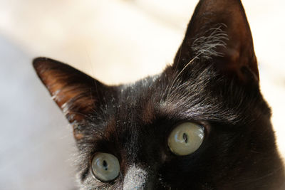 Close-up portrait of a cat