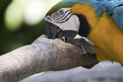 Ara ararauna parrot in the farm