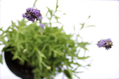 Close-up of purple flowering plant