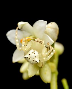 Close-up of white flower against black background