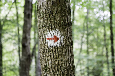 Close-up of tree trunk