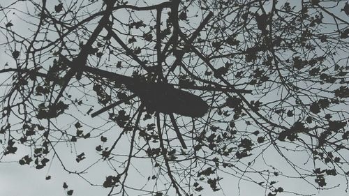 Low angle view of silhouette tree against sky