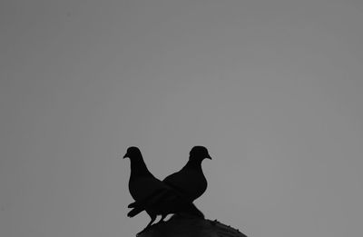 Low angle view of silhouette bird perching against clear sky