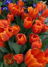 Orange flowers blooming outdoors