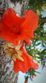 Close-up of red hibiscus blooming outdoors