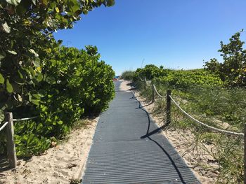 Footpath amidst trees against clear sky