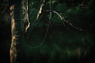 Trees in forest